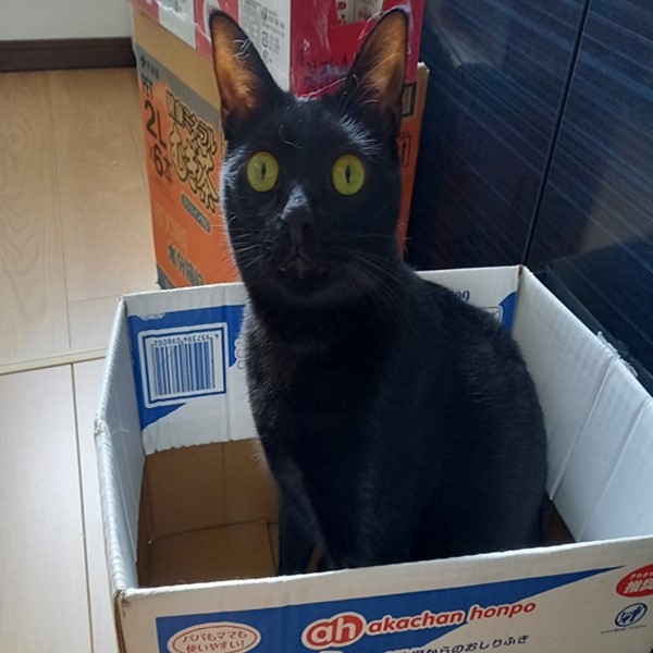 くろ豆