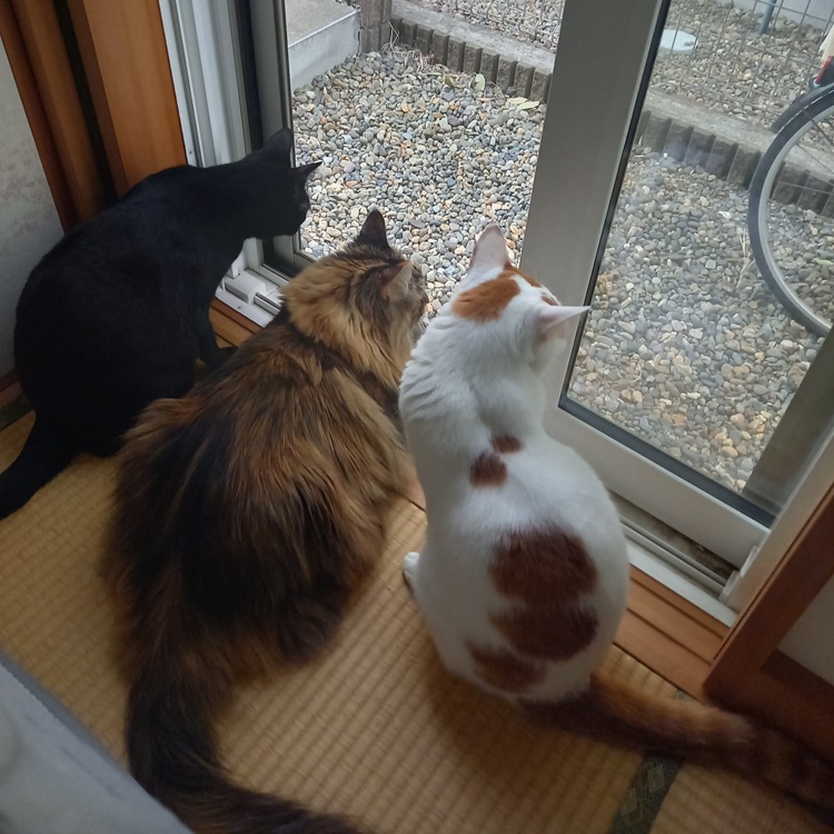ショコラ