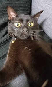 くろ豆